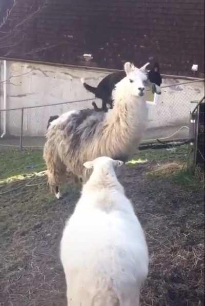 I want to se him ride it!