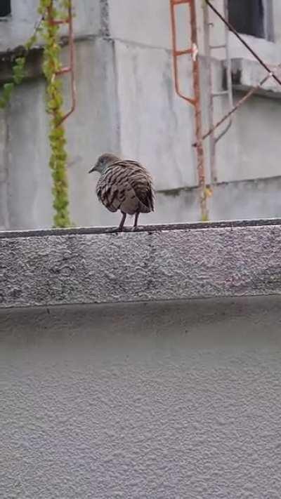 What is this tailess bird? [South East Asia]