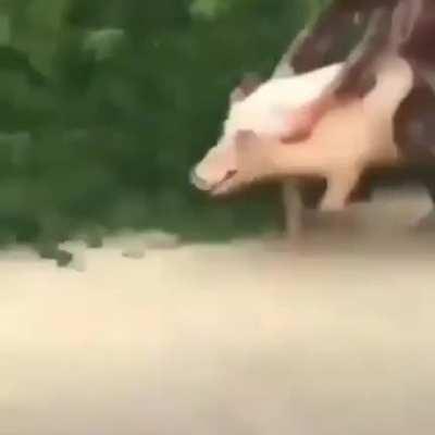 Status:a jovem moderno: