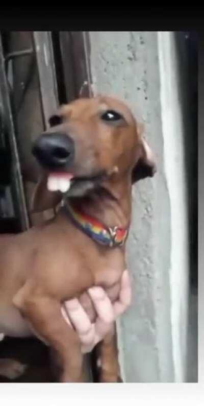 O amigo cheio de gra&ccedil;a do Tobia