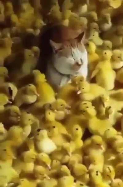 P A T I T O S 🐥🐥🐥