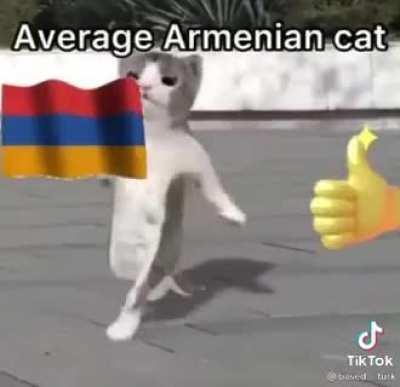 Roach cat 🤢🤢🤮🤮🤮🤮