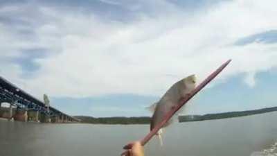 Jumping fish vs my dollar store boomerang