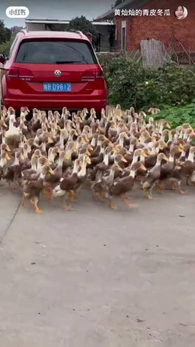 Duck traffic