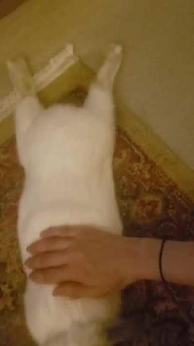 This is my floppy boy Marvin ❤