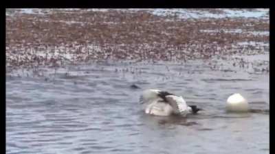 How to get chicks...