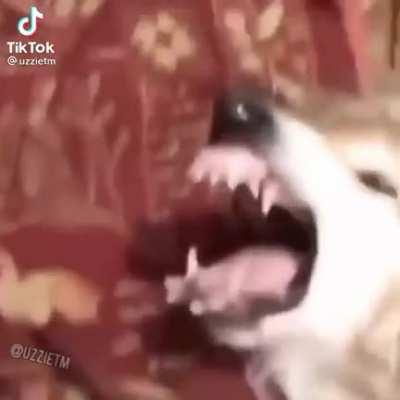 HALAL POOP SEX😱😱❗️😳😳❗️😃😃🤯🤯🤯🤮🤮🅾️😭😳😭😭😱😱💀💀💀😂😂😂 أمغوس كرات زنجي