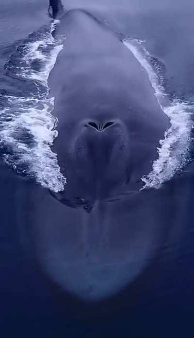 Behold the largest animal to ever live.