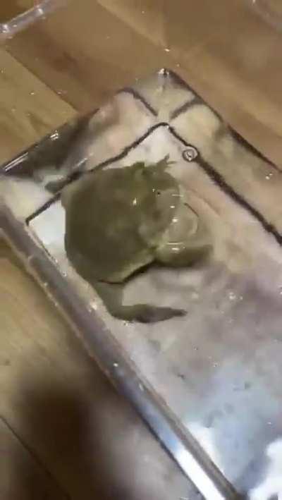 mAn dRoWnS HeLpLeSs fRoG