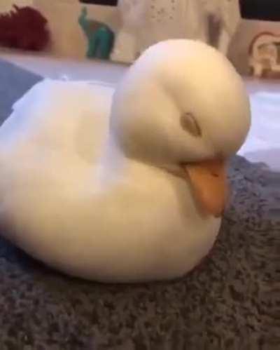 Sleepy duck