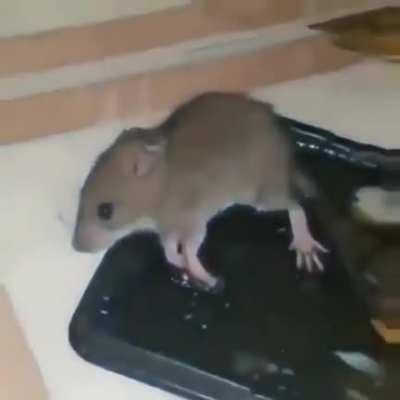 I laughed more than I should have for this