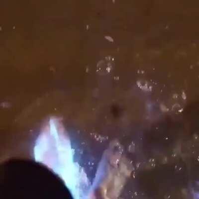 Strolling through bioluminescent plankton