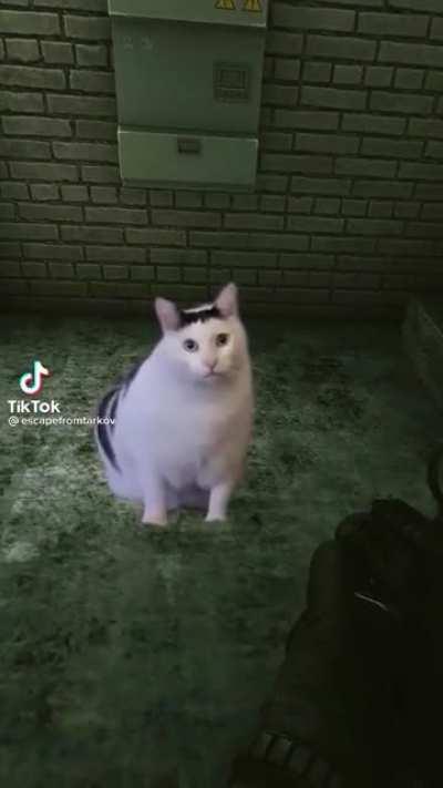 Can we all take a second to appreciate how absurd the Offical Escape from Tarkov TikTok account is please. I love it.