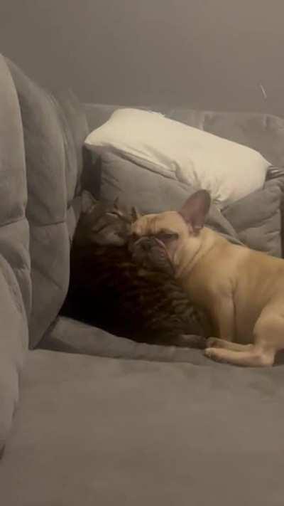 Not sure what these two would do without each other