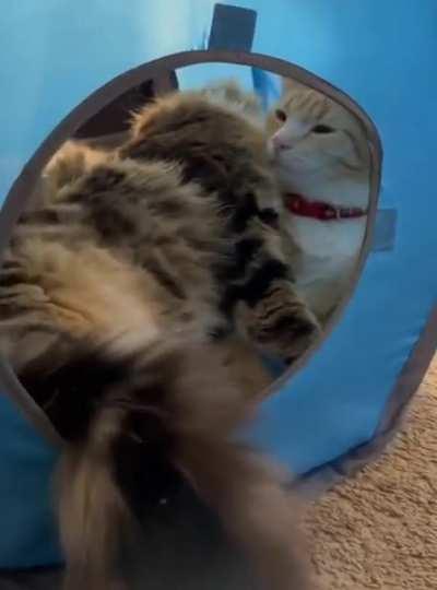 This is the cutest thing i have seen all-day