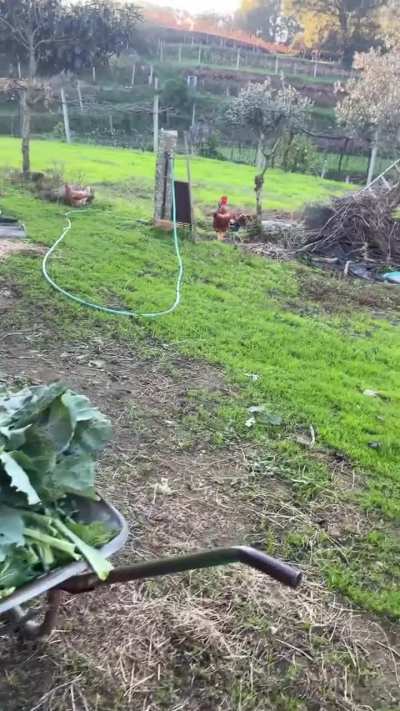 Tell me you're Portuguese without telling me 