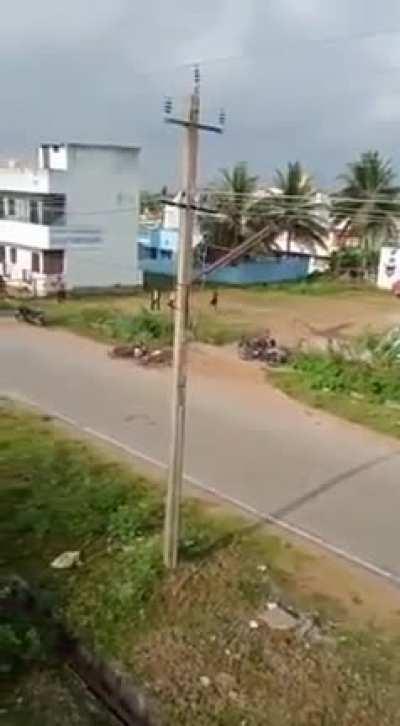 Leopard on a rampage