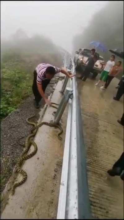 This brave man is fucking using his bare hands to hurl and push the snakes away from the road