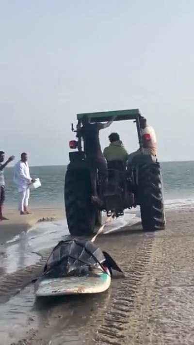 Bros in Morocco return a stranded leatherback turtle to the ocean using an ingenious method