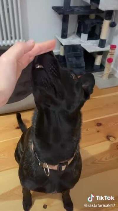 Dog.exe has stopped working