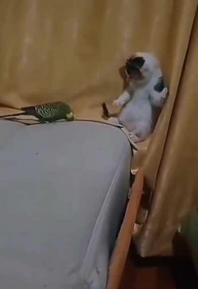 Please help me... I'm being attacked by a dragon.