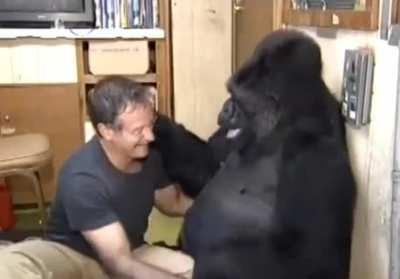 When Robin Williams met Koko the Gorilla