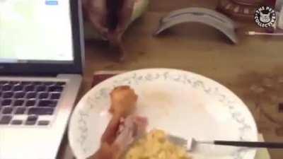 Pretending to be asleep to steal a snack