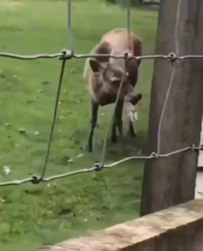 A deer eating a rabbit