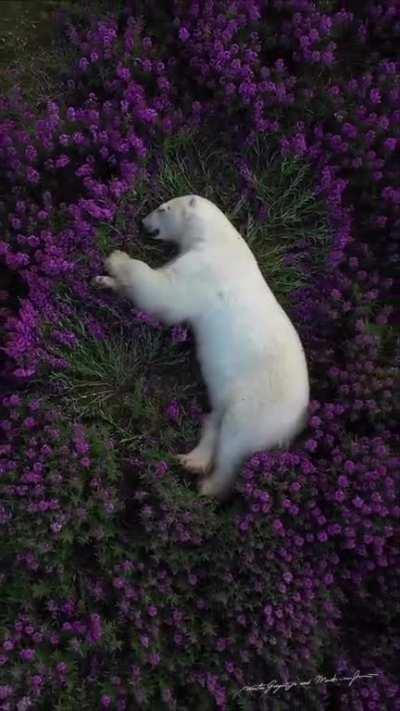 🔥 Polar Bear sleeping on a bed of fireweed