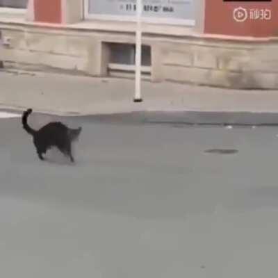 to hunt a rat.