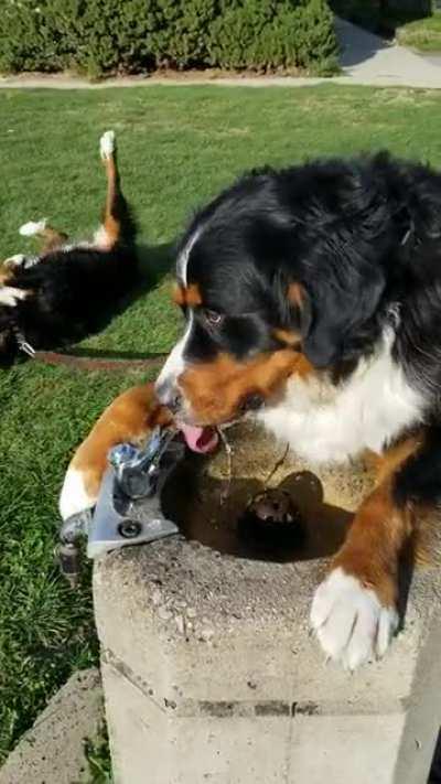 Bernese Fountain Dog