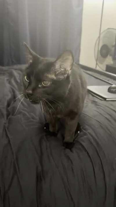 Black cats are vocal about petting