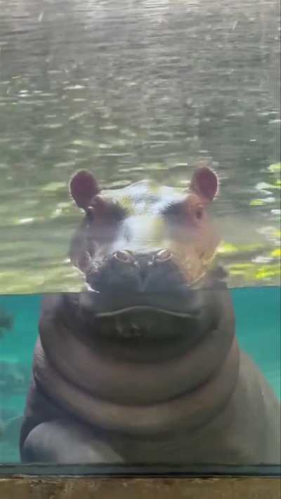 Stare game!🤣🦛❤️