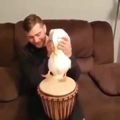 Slappy taps ✨💞🦆