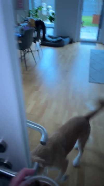 This is how my dog reacts to being fed everyday