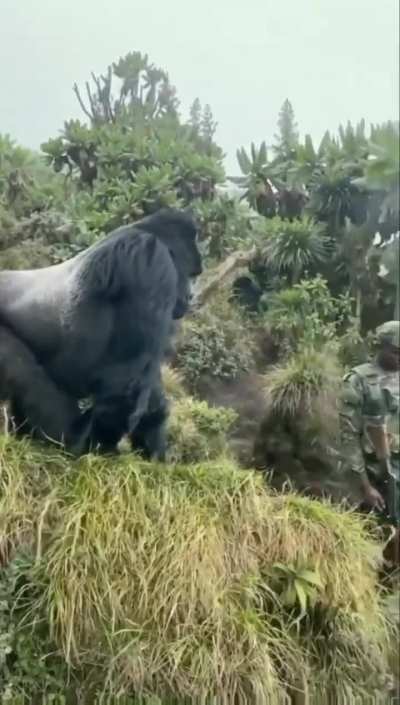 A gorilla asserts dominance over a man