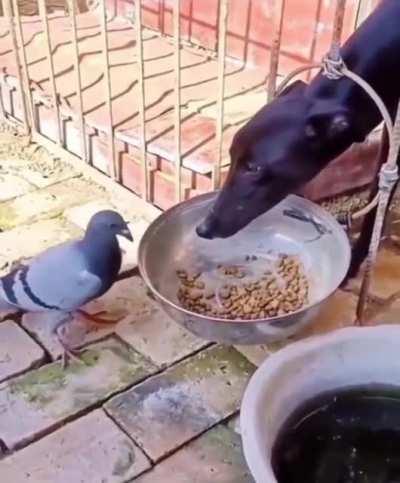 WCGW with a pigeon trying to steal dog food.