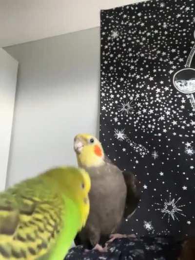 The longest cookie song I’ve ever recorded…what a way to bring in the new year!