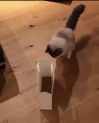 I can just keep watching this over and over.