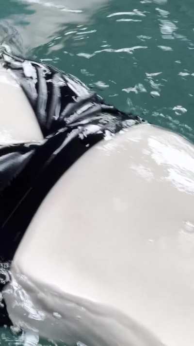 like spongebob, I absorb all your milk