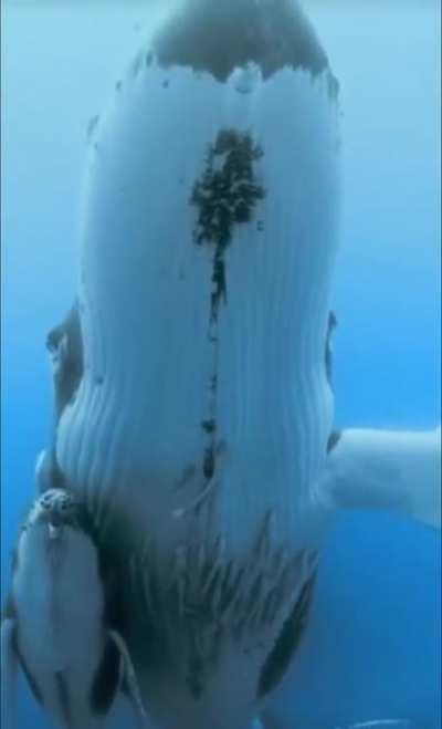 Phenomenally magnificent