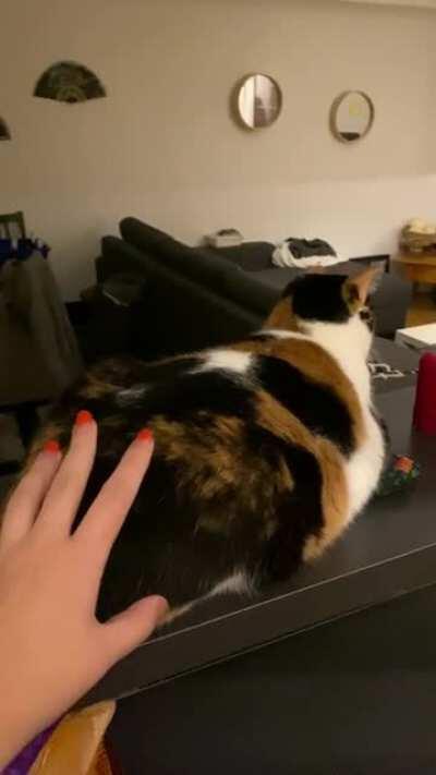 One of Sushi’s many activation sounds