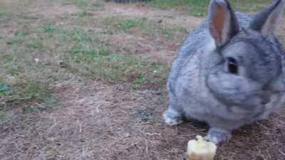Netherland Dwarf eating Banana.