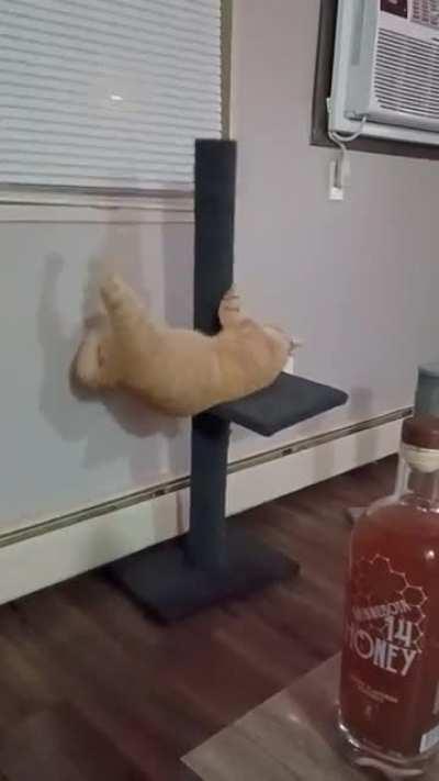 my friends cat does this all the time.