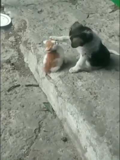 Petting the pussycat 