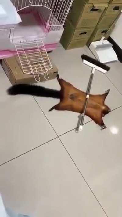 eu_nvr - Video #6352