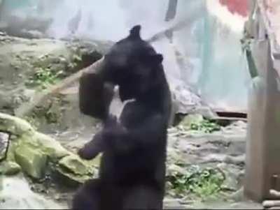 Don't mess with this bear
