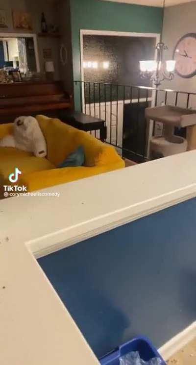 Someone’s happy to see you