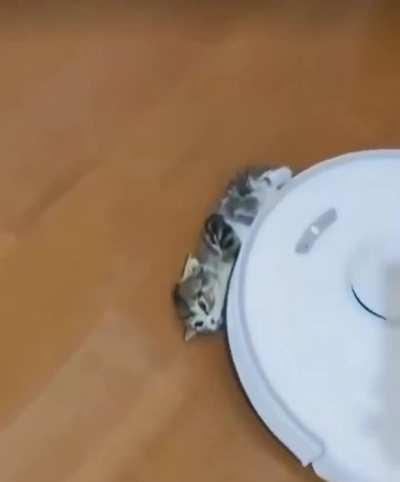 Kitten rolls over and accepts their Roomba fate.