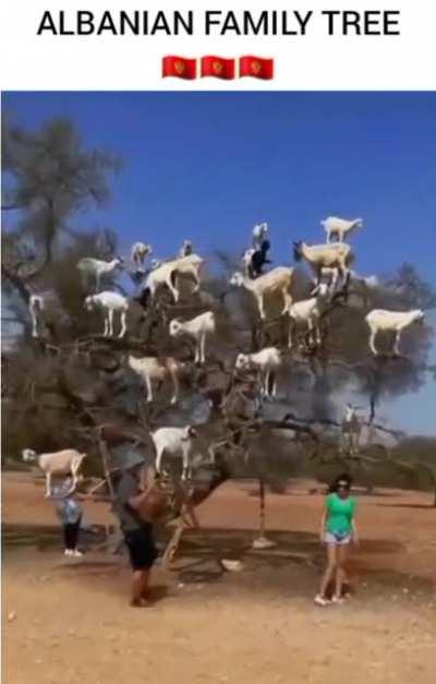 Litterally Skanderberg